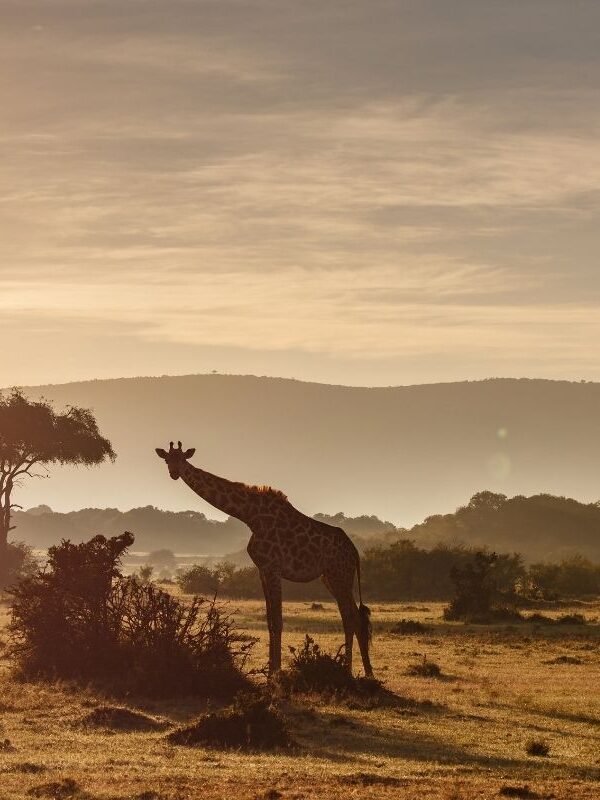 Safari