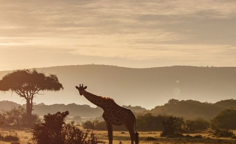 Safari