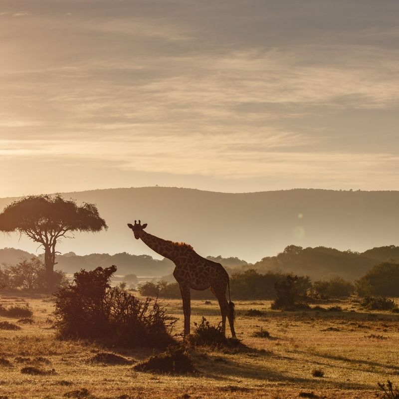 Safari
