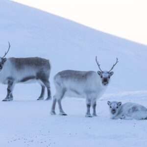 Spitsbergen - kierunek.travel