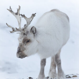 Svalbard 024