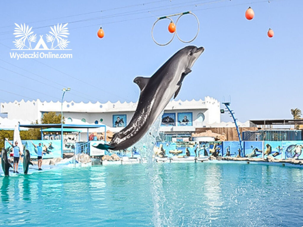 3:4 wycieczka fakultatywna delfinarium