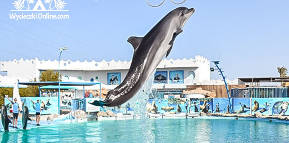 3:4 wycieczka fakultatywna delfinarium