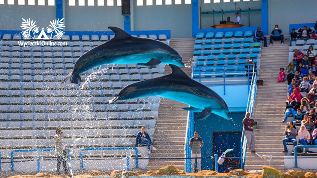wycieczka fakultatywna delfinarium