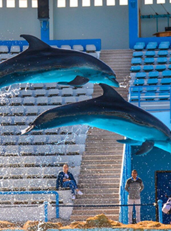 wycieczka fakultatywna delfinarium