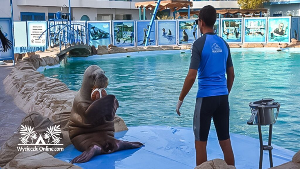 wycieczka fakultatywna delfinarium