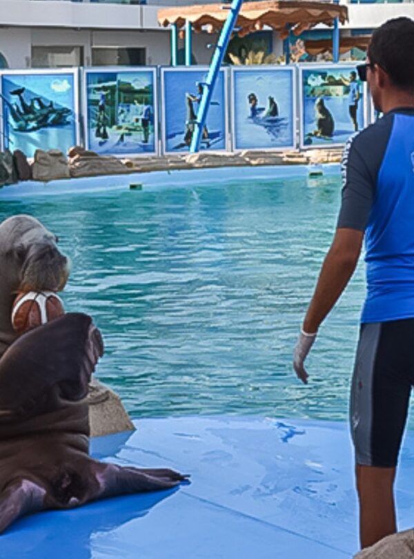 wycieczka fakultatywna delfinarium